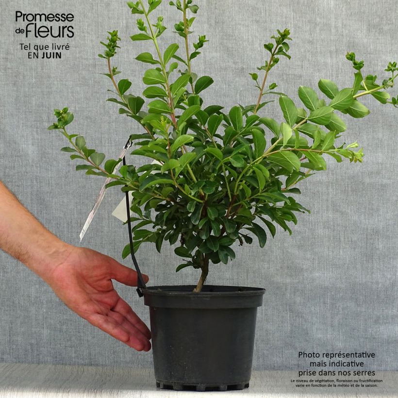 Ejemplar de Árbol de Júpiter Soir d'Eté - Lagerstroemia indica Maceta 3L/4LAltura de entrega aprox. 30/40cm entregado en verano
