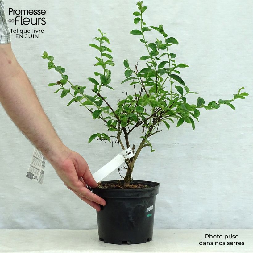 Ejemplar de Árbol de Júpiter Souvenir d'Hubert Puard - Lagerstroemia indica Maceta 3L/4L entregado en verano