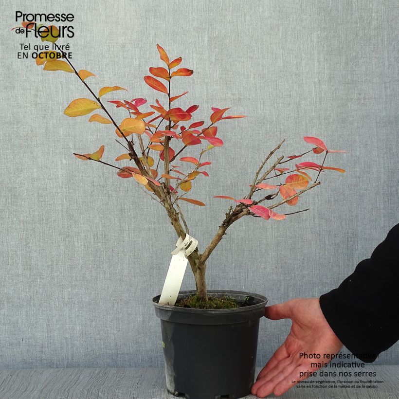 Ejemplar de Árbol de Júpiter Souvenir d'André Desmartis - Lagerstroemia indica Maceta 3L/4L entregado en otoño