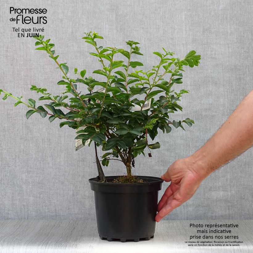 Ejemplar de Árbol de Júpiter Souvenir d'André Desmartis - Lagerstroemia indica Maceta 3L/4LAltura de entrega aprox. 30/40cm entregado en verano