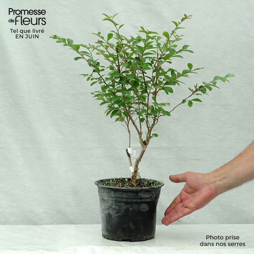 Ejemplar de Árbol de Júpiter Summer Beauty Ozark Spring - Lagerstroemia indica Maceta 3L/4LAltura de entrega aprox. 30/40cm entregado en verano