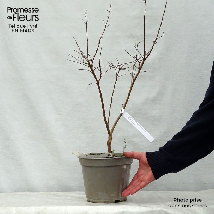 Árbol de Júpiter Summer Beauty Velma's Royal Delight - Lagerstroemia indica Maceta 3L/4L Ejemplar entregado en la primavera