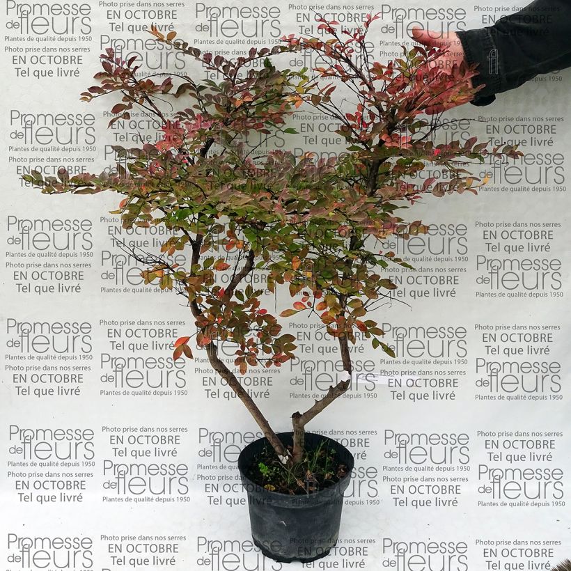 Ejemplo de ejemplar de Árbol de Júpiter Summer Charm Acoma - Lagerstroemia indica Maceta 3L/4LAltura de entrega aprox. 40/50cm tal y como se entrega