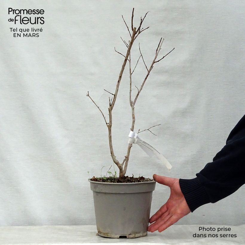 Lagerstroemia Summer Charm Arapaho - Lagerstroemia indica Maceta 3L/4LAltura de entrega aprox. 30/40cm Ejemplar entregado en la primavera