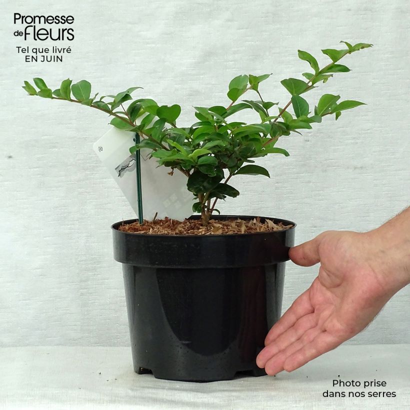 Ejemplar de Árbol de Júpiter Summer Charm Tonto - Lagerstroemia indica Maceta 3L/4LAltura de entrega aprox. 50/60cm entregado en verano