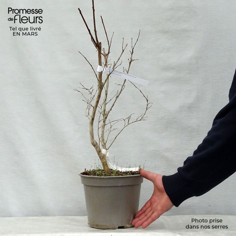 Árbol de Júpiter Summer Charm Tuscarora - Lagerstroemia indica Maceta 3L/4LAltura de entrega aprox. 30/40cm Ejemplar entregado en la primavera