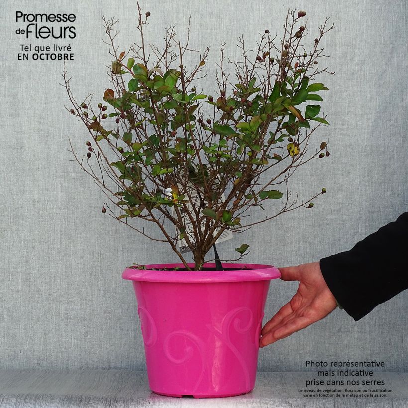 Ejemplar de Árbol de Júpiter Terrasse Rose - Lagerstroemia indica Maceta 3L/4L entregado en otoño