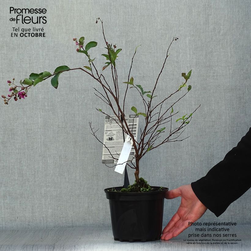 Ejemplar de Árbol de Júpiter Terre Chinoise - Lagerstroemia indica Maceta 3L/4L entregado en otoño