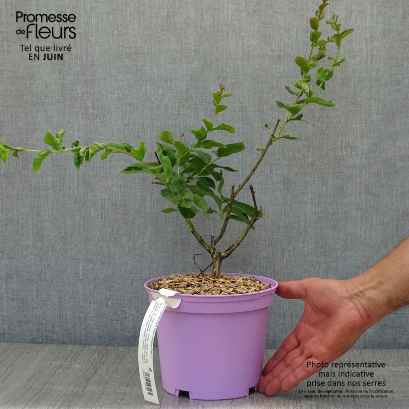 Ejemplar de Árbol de Júpiter Violacea - Lagerstroemia indica Maceta 2L/3LAltura de entrega aprox. 40/60cm entregado en verano