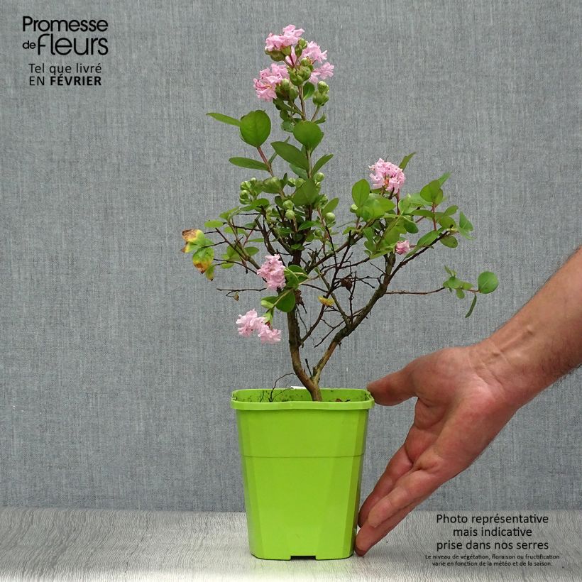 Ejemplar de Árbol de Júpiter With Love Babe - Lagerstroemia indica Maceta 3L/4L entregado en otoño