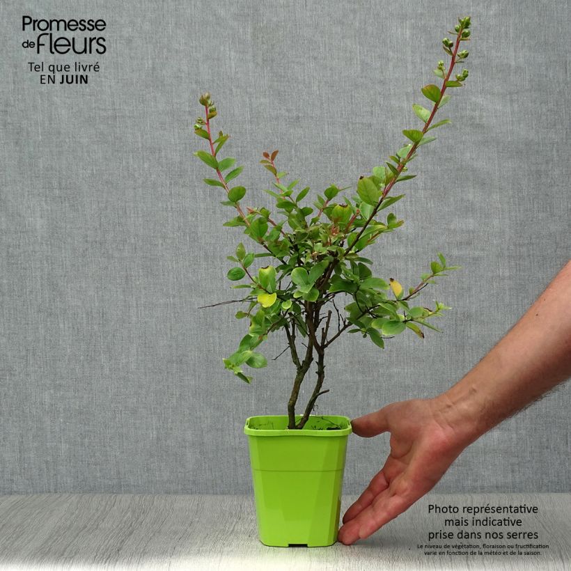 Ejemplar de Árbol de Júpiter With Love Babe - Lagerstroemia indica Maceta 3L/4LAltura de entrega aprox. 60/80cm entregado en verano