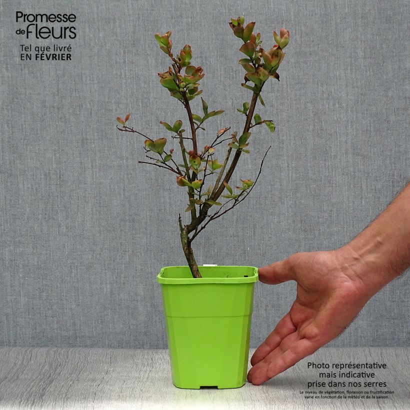Ejemplar de Árbol de Júpiter With Love Eternal - Lagerstroemia indica Maceta 3L/4L entregado en otoño