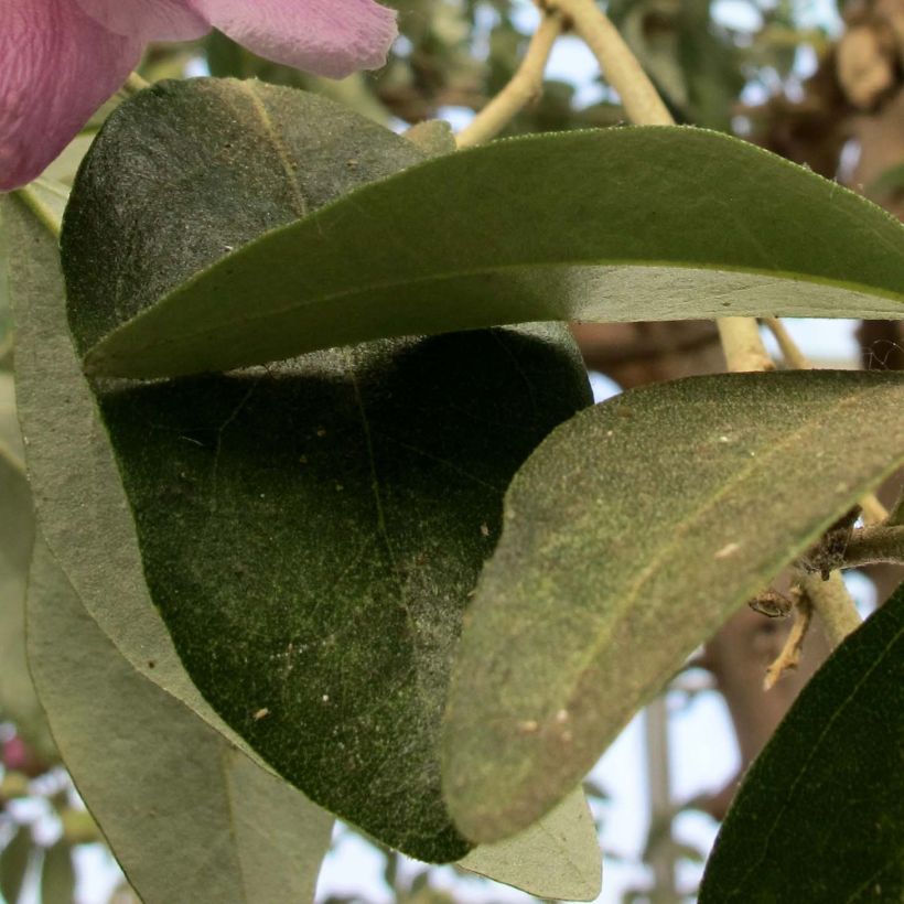 Lagunaria patersonii (Follaje)