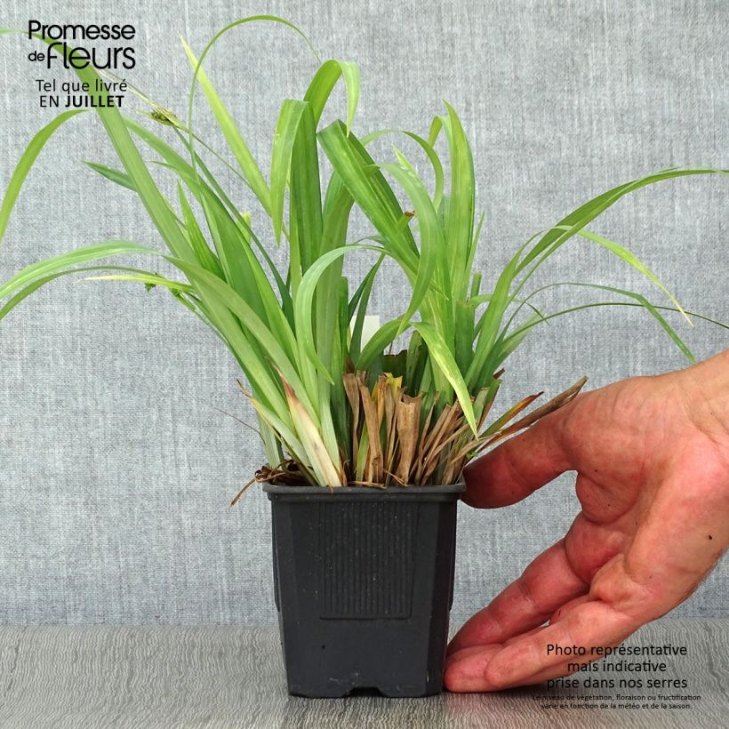 Ejemplar de Carex laxiculmis Bunny Blue Maceta de 8/9 cm entregado en verano