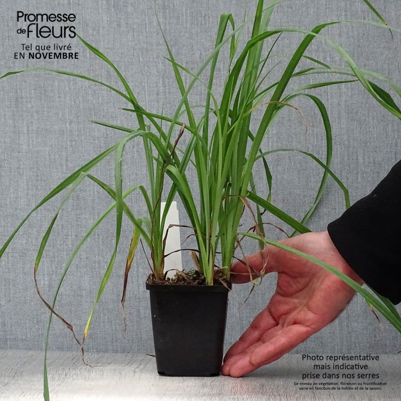 Ejemplar de Carex riparia de ribera Maceta de 8/9 cm entregado en otoño