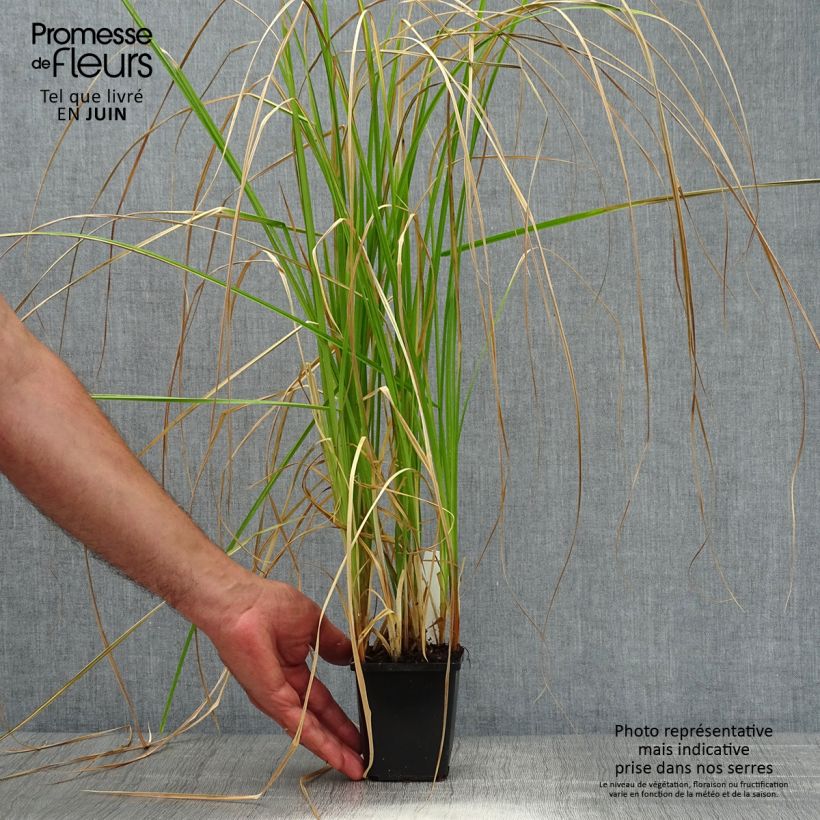 Ejemplar de Carex riparia de ribera Maceta de 8/9 cm entregado en verano