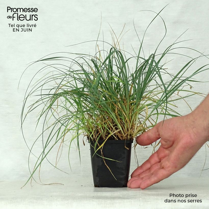 Ejemplar de Carex panicea Maceta de 8/9 cm entregado en verano