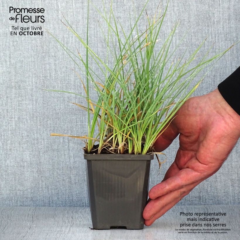 Ejemplar de Carex panicea Maceta de 8/9 cm entregado en otoño