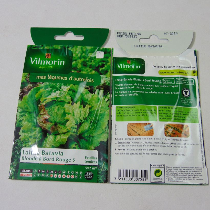 Ejemplo de ejemplar de Lechuga Batavia Blonde à bord rouge 5 saco de 3200 semillas (4g) tal y como se entrega
