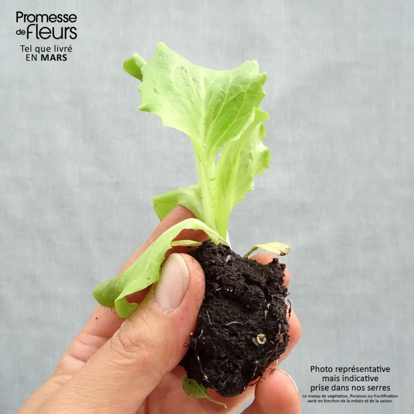 Lechuga Batavia Kamikaze (planta) cepellón: 4 cm x 4,5 cm Ejemplar entregado en la primavera