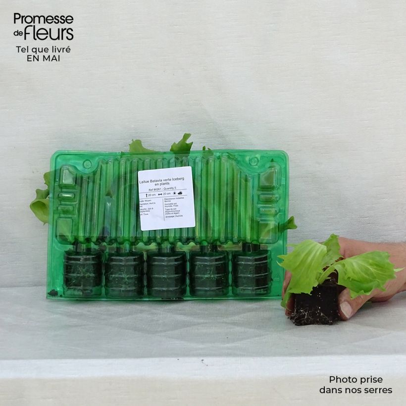 Lechuga Batavia verte Iceberg cepellón: 4 cm x 4,5 cm Ejemplar entregado en la primavera