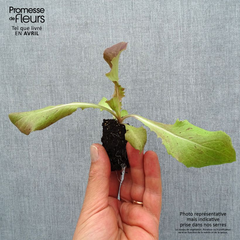 Lechugas Picholine cepellón: 4 cm x 4,5 cm Ejemplar entregado en la primavera