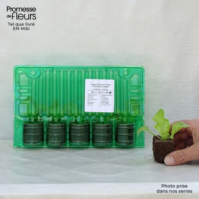 Lechugas Panisse (plantas) cepellón: 4 cm x 4,5 cm Ejemplar entregado en la primavera
