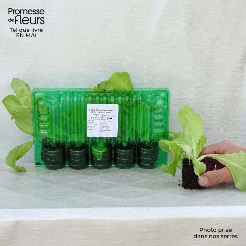 Lechuga Appia (plantas) cepellón: 4 cm x 4,5 cm Ejemplar entregado en la primavera