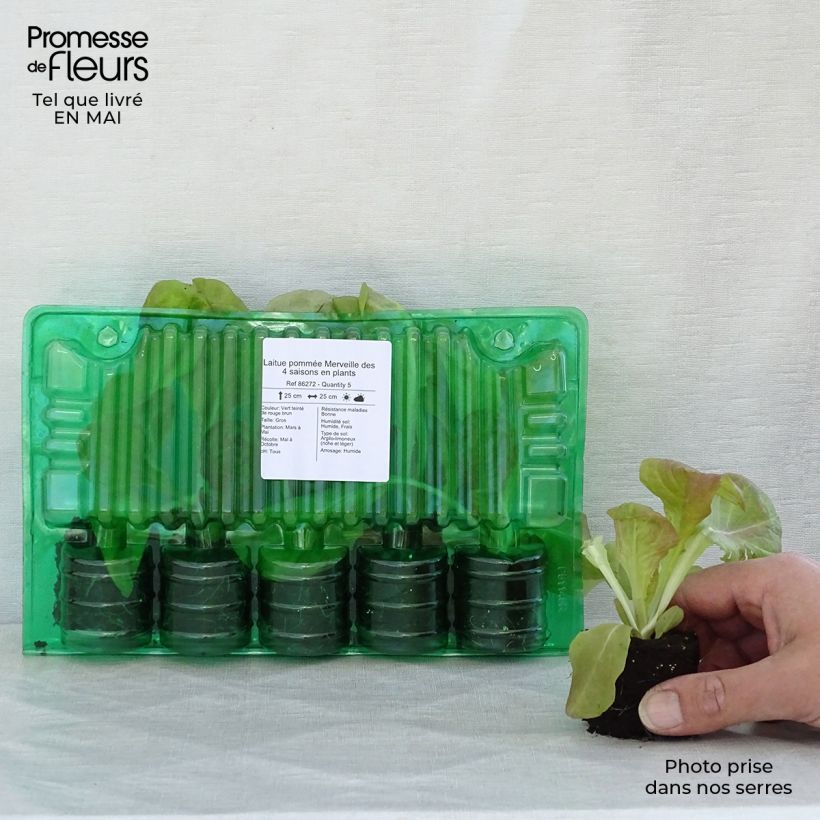Lechuga Merveille des 4 saisons (plantas) cepellón: 4 cm x 4,5 cm Ejemplar entregado en la primavera