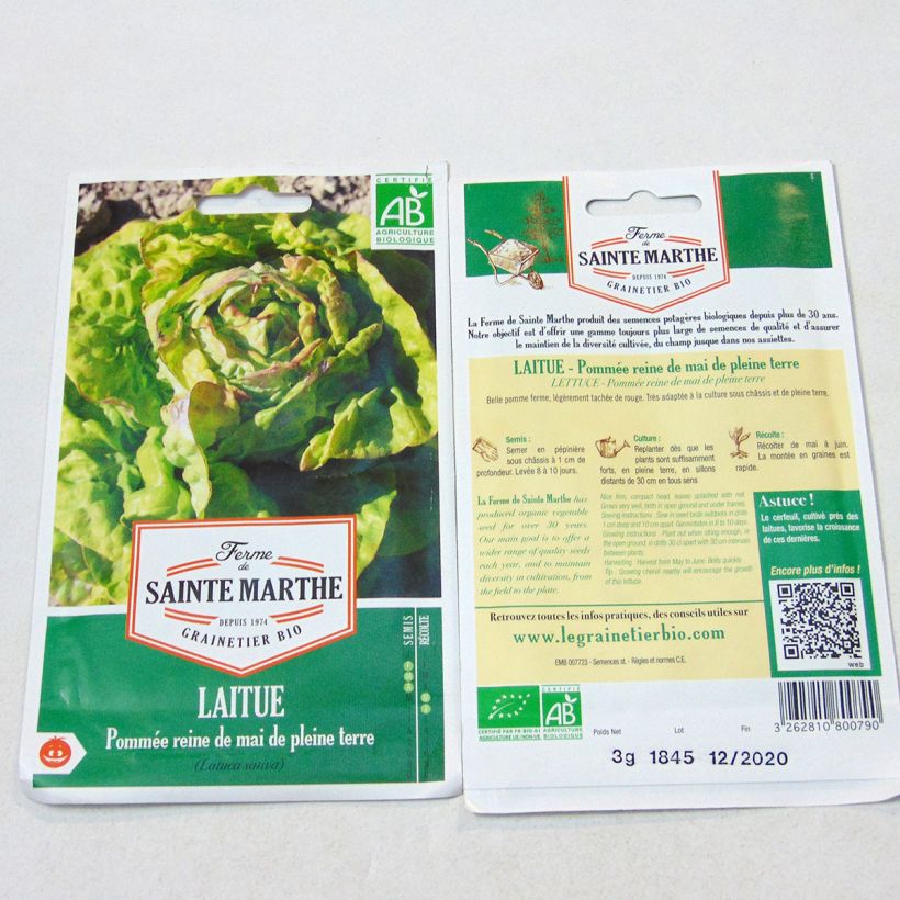 Ejemplo de ejemplar de Lechuga Reine de Mai Bio - Ferme de Sainte Marthe saco de 2500 semillas (3g) tal y como se entrega