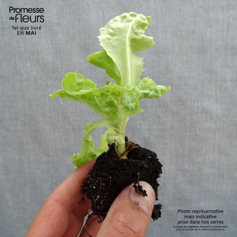 Lechuga Gabino cepellón: 4 cm x 4,5 cm Ejemplar entregado en la primavera