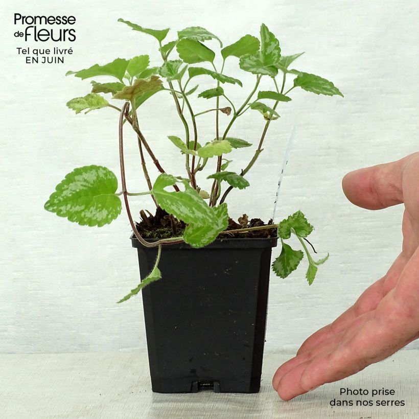 Ejemplar de Lamium galeobdolon Florentinum - Arcángel amarillo Maceta de 8/9 cm entregado en verano