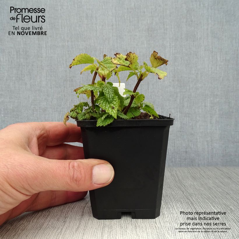 Ejemplar de Lamium galeobdolon Hermann's Pride - Arcángel amarillo Maceta de 8/9 cm entregado en otoño
