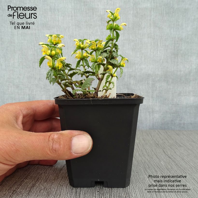Lamium galeobdolon Hermann's Pride - Arcángel amarillo Maceta de 8/9 cm Ejemplar entregado en la primavera
