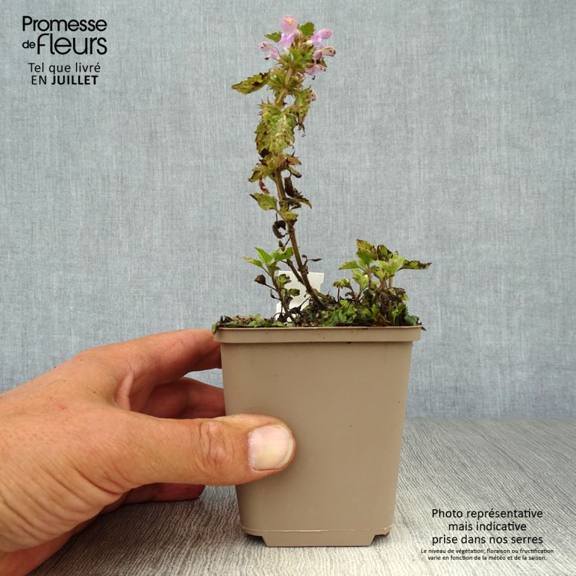 Ejemplar de Lamium maculatum Anne Greenaway Maceta de 8/9 cm entregado en verano