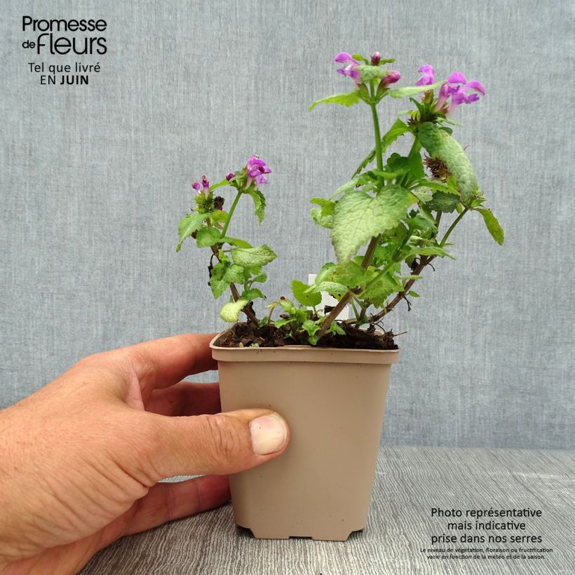Ejemplar de Lamium maculatum Beacon Silver - Lamier argenté rose magenta Godet de 9cm entregado en verano