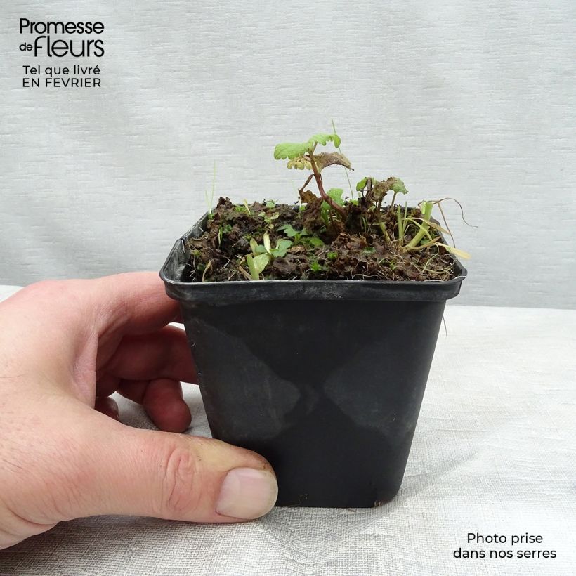 Lamium maculatum Cannon s Gold Maceta de 8/9 cm Ejemplar entregado en invierno