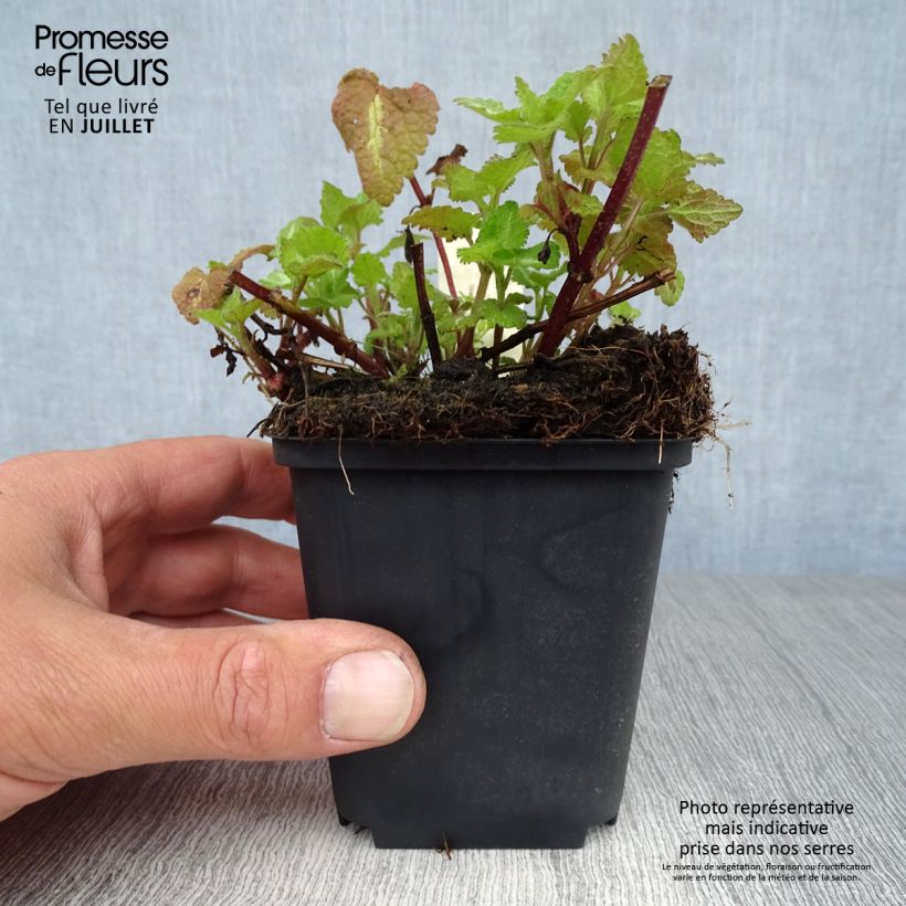Ejemplar de Lamium maculatum Chequers Maceta de 8/9 cm entregado en verano
