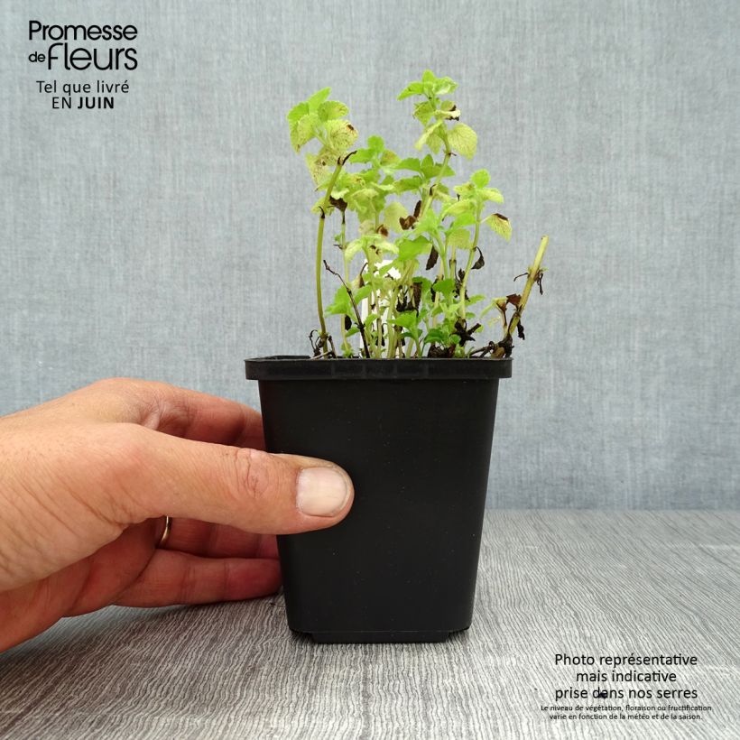 Ejemplar de Lamium maculatum Pink Pewter - Lamier rose Godet de 8 cm entregado en verano