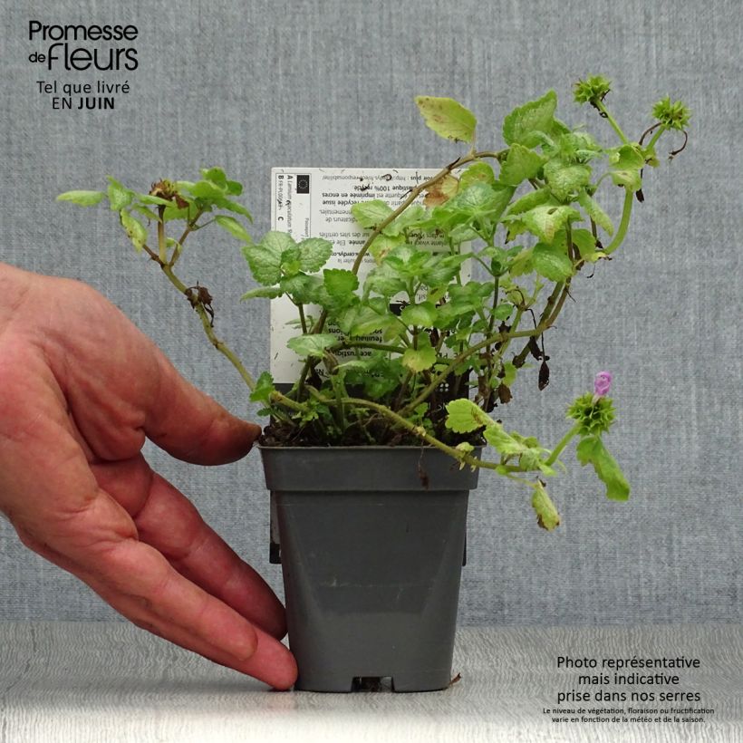 Ejemplar de Lamium maculatum Red Nancy - Lamier pourpre Godet de 9cm entregado en verano