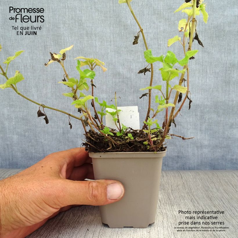Ejemplar de Lamium maculatum Roseum -  Lamier maculé rose Godet de 9cm entregado en verano