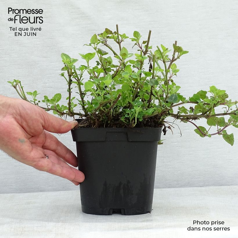 Ejemplar de Lamium maculatum Shell Pink - Lamier rose en pot de 2/3 litres entregado en verano