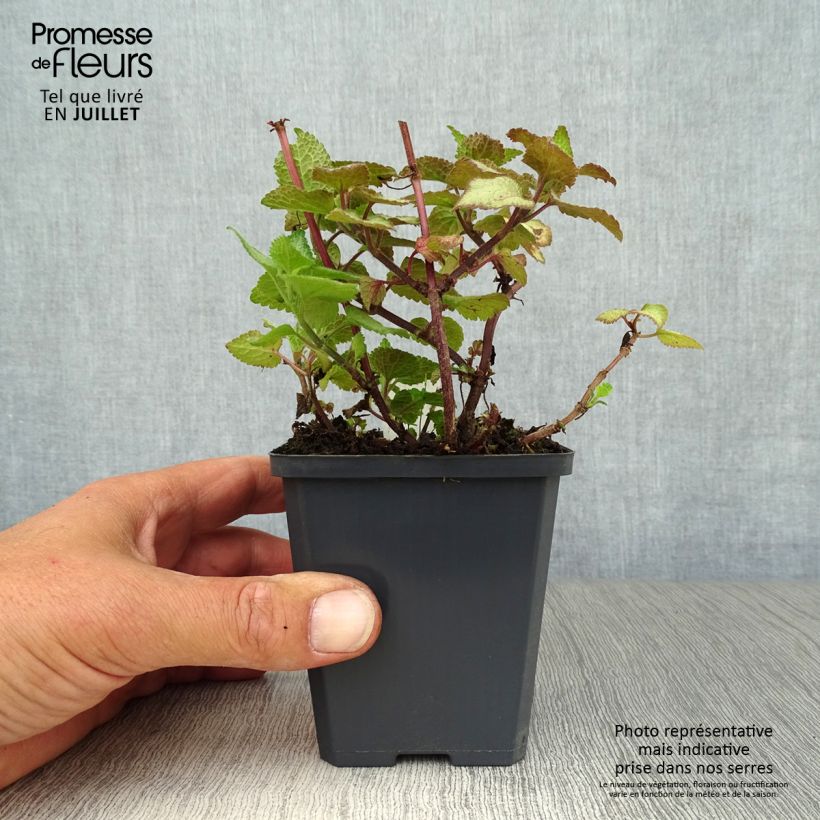 Ejemplar de Lamium maculatum Silver Sterling Maceta de 8/9 cm entregado en verano