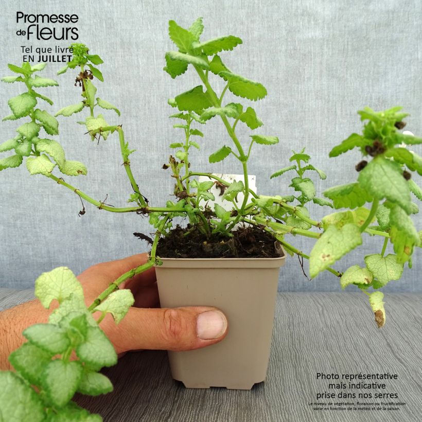 Ejemplar de Lamium maculatum White Nancy - Lamier blanc en godet de 9 cm entregado en verano