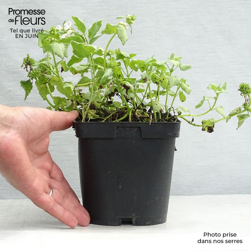 Ejemplar de Lamium maculatum White Nancy - Lamier blanc en pot de 2/3 litres entregado en verano
