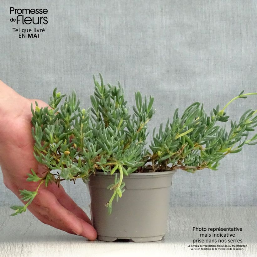 Lampranthus aurantiacus Fleurs roses - Ficoïde orange à fleurs roses Godet de 9cm Ejemplar entregado en la primavera