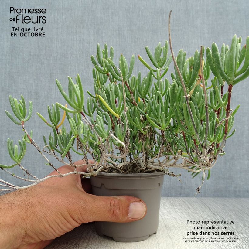 Ejemplar de Lampranthus aurantiacus Fleurs roses Maceta de 8/9 cm entregado en otoño