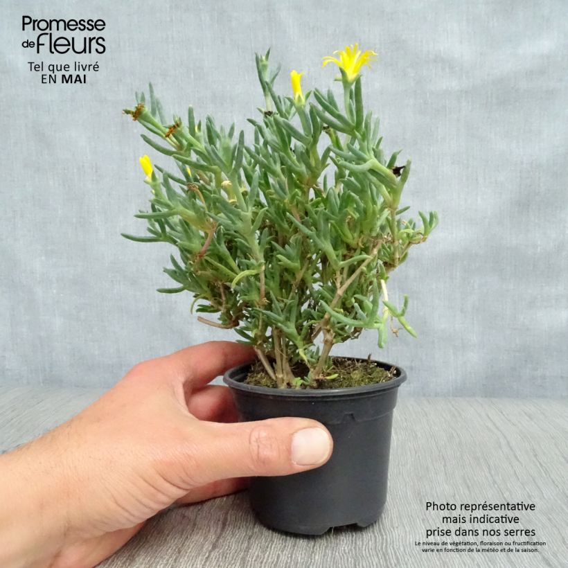 Lampranthus aurantiacus Yellow Maceta de 8/9 cm Ejemplar entregado en la primavera