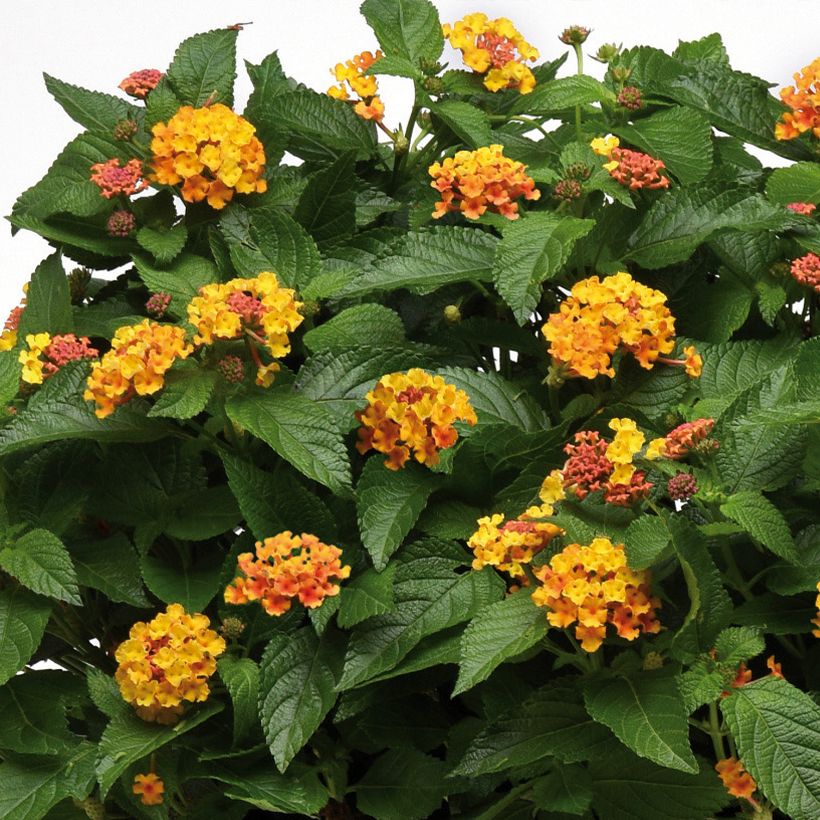 Lantana Bloomify Orange (Floración)