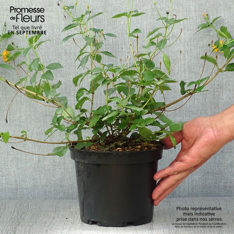Ejemplar de Lantana camara Chapel Hill Gold Maceta 2L/3L entregado en otoño